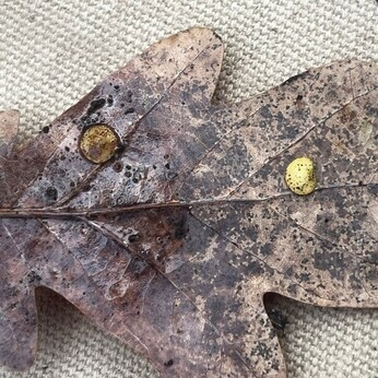 Wild Words from the Ground - November