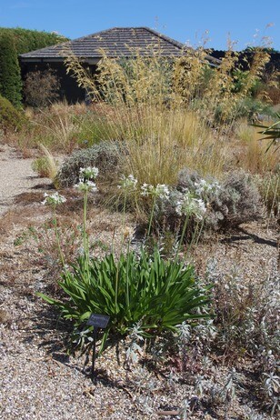 How summer heat has affected the plants How summer heat has affected the plants