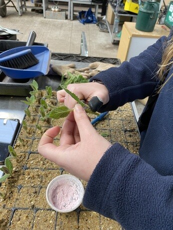 A guide to taking cuttings A guide to taking cuttings