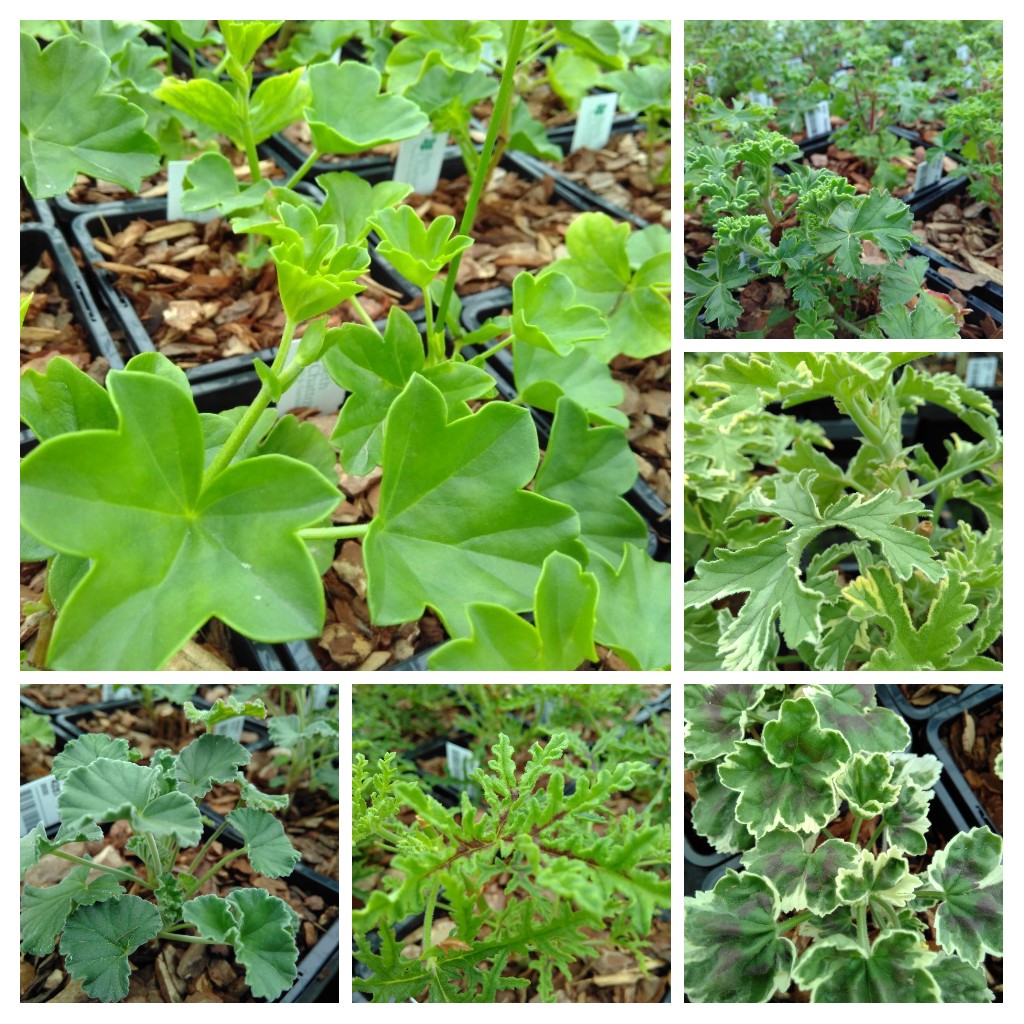 Perennials and tender plants for gorgeous seasonal container displays