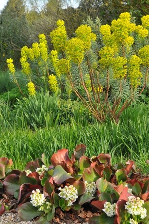 Luminous euphorbias and the fabulous Great Dixter Spring Plant Fair Luminous euphorbias and the fabulous Great Dixter Spring Plant Fair