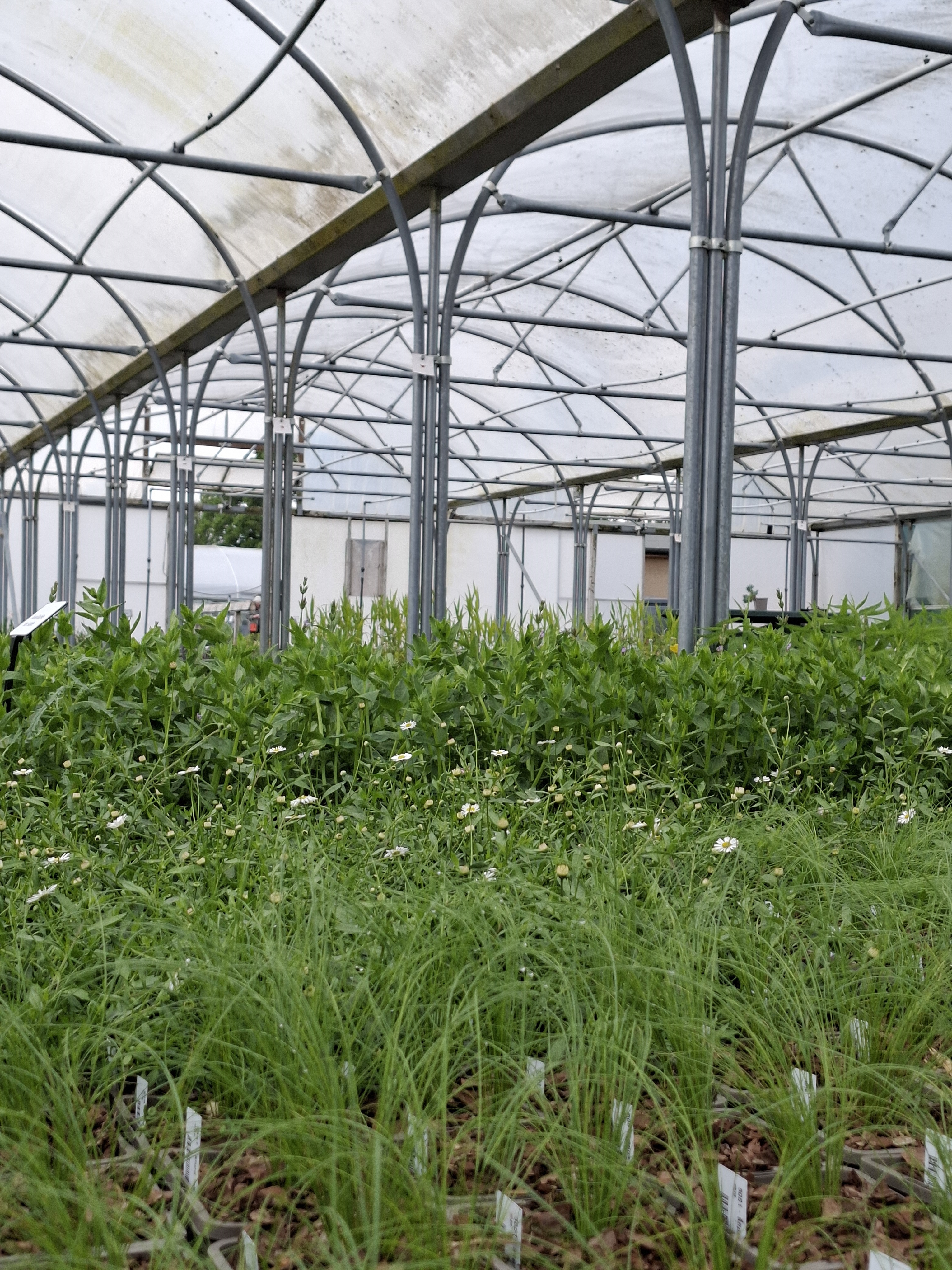 Weekly catch up with garden & propagation