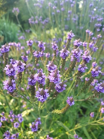 Verbena- How to Grow and Care for