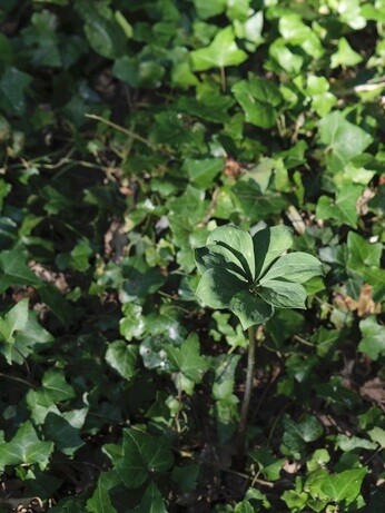 Weekly catch up with garden & propagation