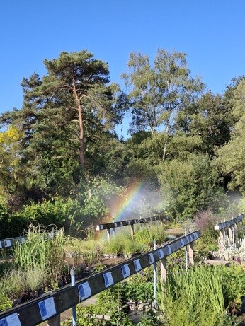 Weekly catch up with garden & propagation