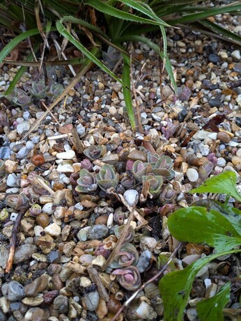 Weekly catch up with garden & propagation