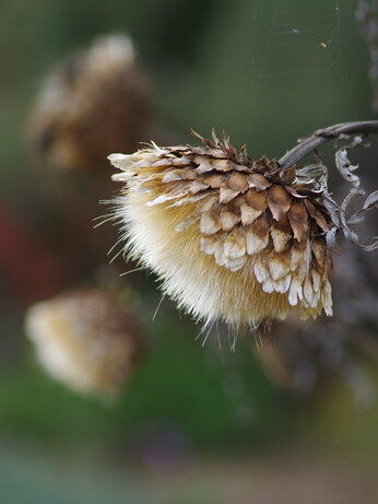 Plant profile - cynara Plant profile - cynara