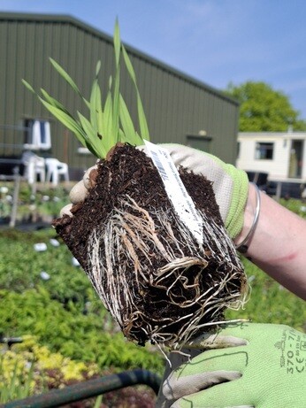 Weekly catch up with gardens & propagation Weekly catch up with gardens & propagation