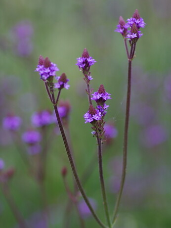 Plant profile - cynara Plant profile - cynara