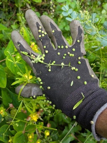 Weekly catch up with garden and propagation Weekly catch up with garden and propagation