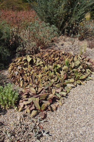 How summer heat has affected the plants How summer heat has affected the plants