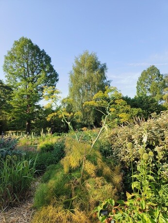 Weekly catch up with garden and propagation