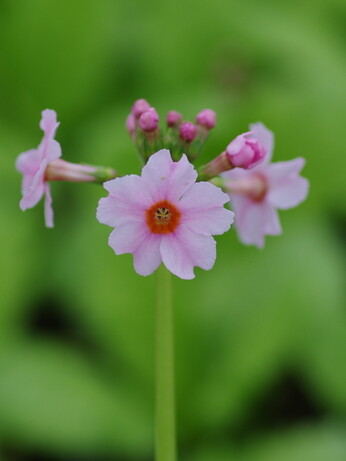 Weekly catch up with garden & propagation