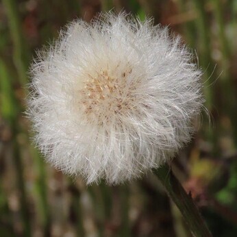Wildlife at the heart of the City:  the Beth Chatto Meanwhile Garden   