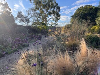 Ornamental Grasses for Autumnal Interest