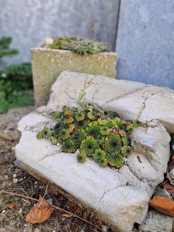 Urban planters experiment