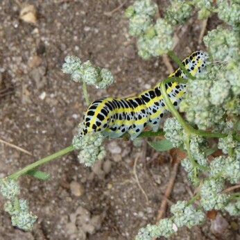 Wildlife at the heart of the City:  the Beth Chatto Meanwhile Garden   