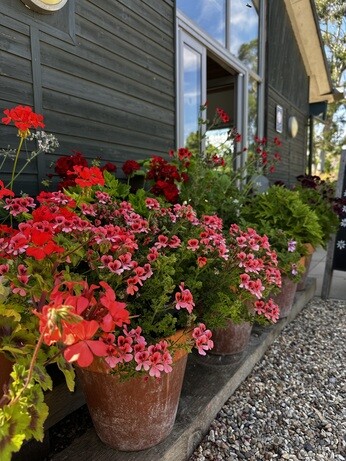Weekly catch up with garden & propagation