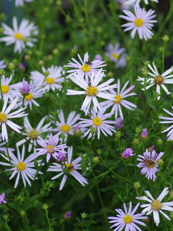 Asters- how to grow and care for