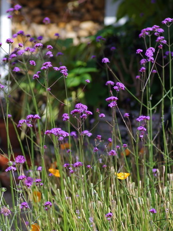 Weekly catch up with garden & propagation