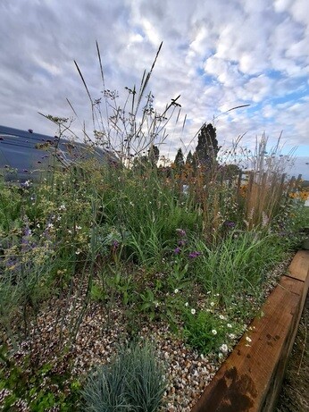 Weekly catch up with garden and propagation