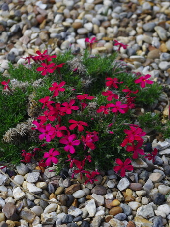 Weekly catch up with garden & propagation