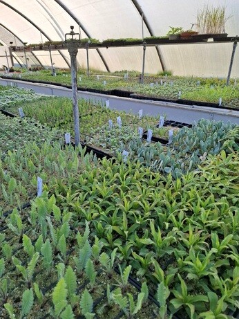 Weekly catch up with gardens & propagation