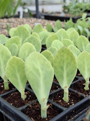 Weekly catch up with garden and propagation