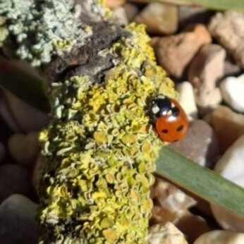 Wild Words from the Ground - March