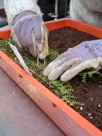 Weekly catch up with garden & propagation