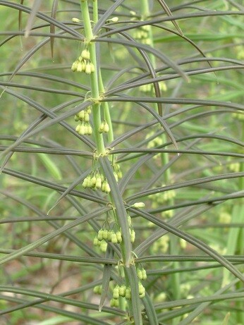 Team Chatto's favourite plants - part 2 Team Chatto's favourite plants - part 2