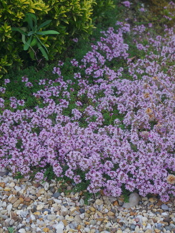 Gardening Dilemmas - Part 2 Gardening Dilemmas - Part 2