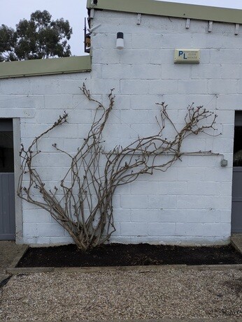 Weekly catch up with garden & propagation