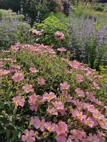 Plant profile - cistus