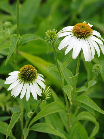 Weekly catch up with garden & propagation
