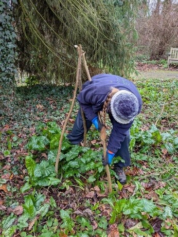 Weekly catch up with garden & propagation