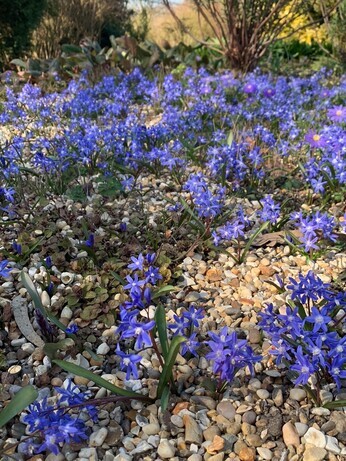 Weekly catch up with gardens & propagation 