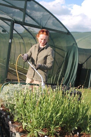 My Year as a Trainee at Beth Chatto Plants & Gardens