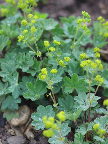 Astilbe - how to grow and care for Astilbe - how to grow and care for