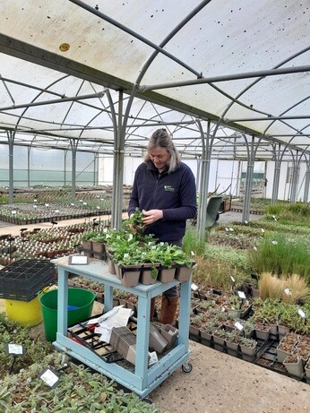 Weekly catch up with garden & propagation