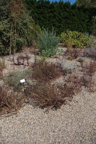 How summer heat has affected the plants How summer heat has affected the plants