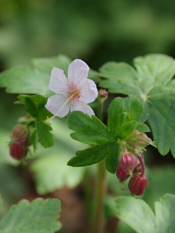 Weekly catch up with garden & propagation