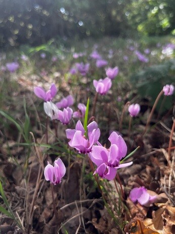Weekly catch up with garden & propagation