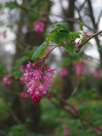 Weekly catch up with garden & propagation