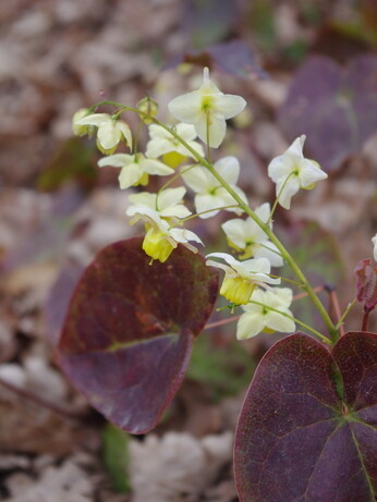 Weekly catch up with garden & propagation Weekly catch up with garden & propagation