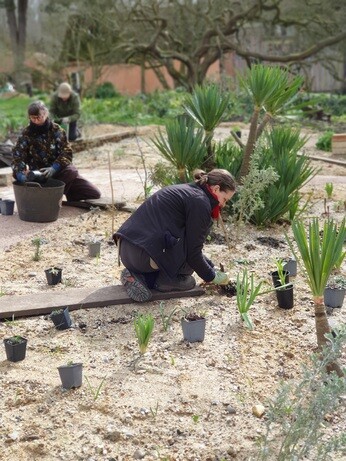 Garden connections planting at Benton End Garden connections planting at Benton End