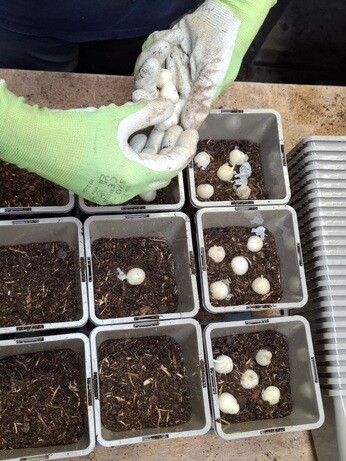 Weekly catch up with garden & propagation