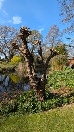 Weekly catch up with garden & propagation Weekly catch up with garden & propagation