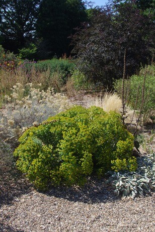 How summer heat has affected the plants How summer heat has affected the plants