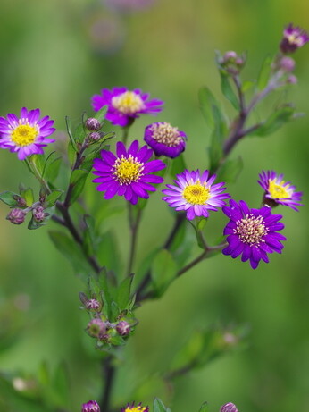 Asters- how to grow and care for